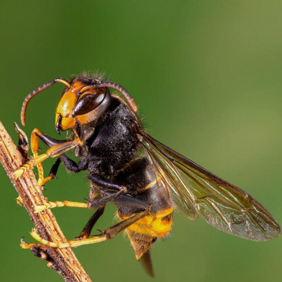 Destruction de nid de frelons asiatiques