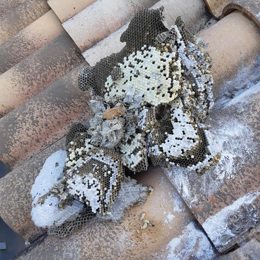 Nid de guêpes sous toiture Nid de guêpes sous toiture