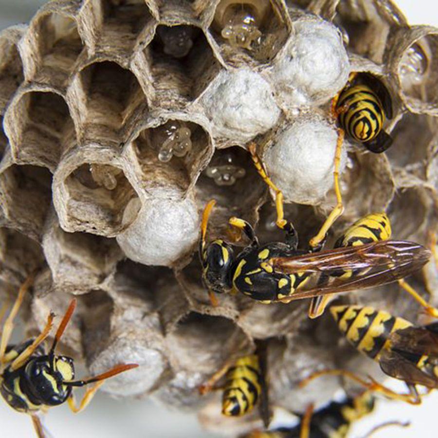 Destruction de nid de guêpes